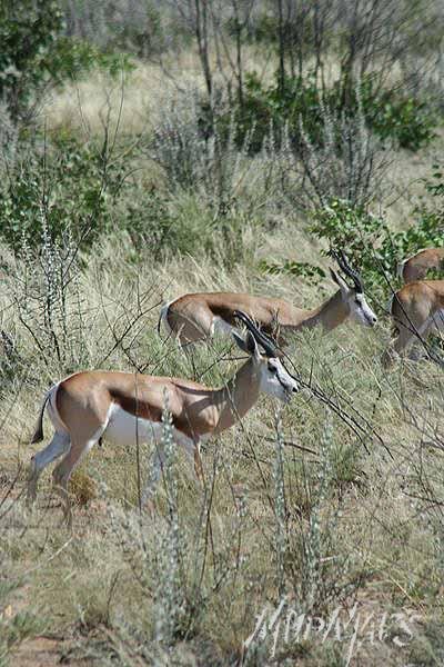 Mud Maps Africa Namibia 0569